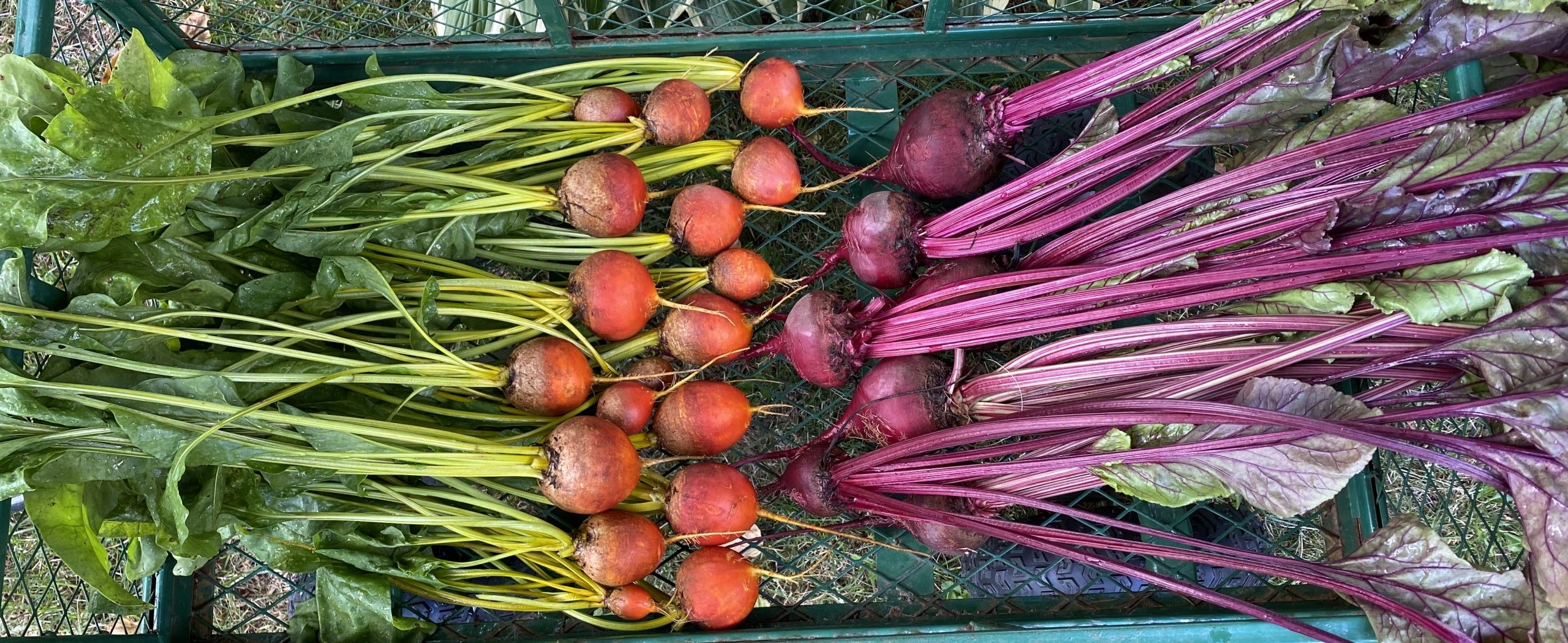 beets in wagon